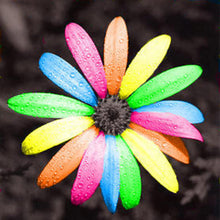 Osteospermum Daisy Seeds (Osteospermum spp.) for a bright addition to the Flower Bed