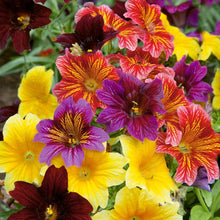 Rare Colored Glass Salpiglossis Seeds for growers seeking a long-blooming display