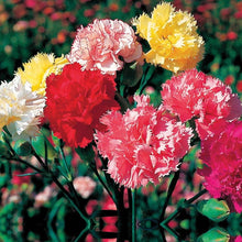 Carnation flower Seeds (Dianthus caryophyllus) for a lasting display in the backyard garden with mixed colors