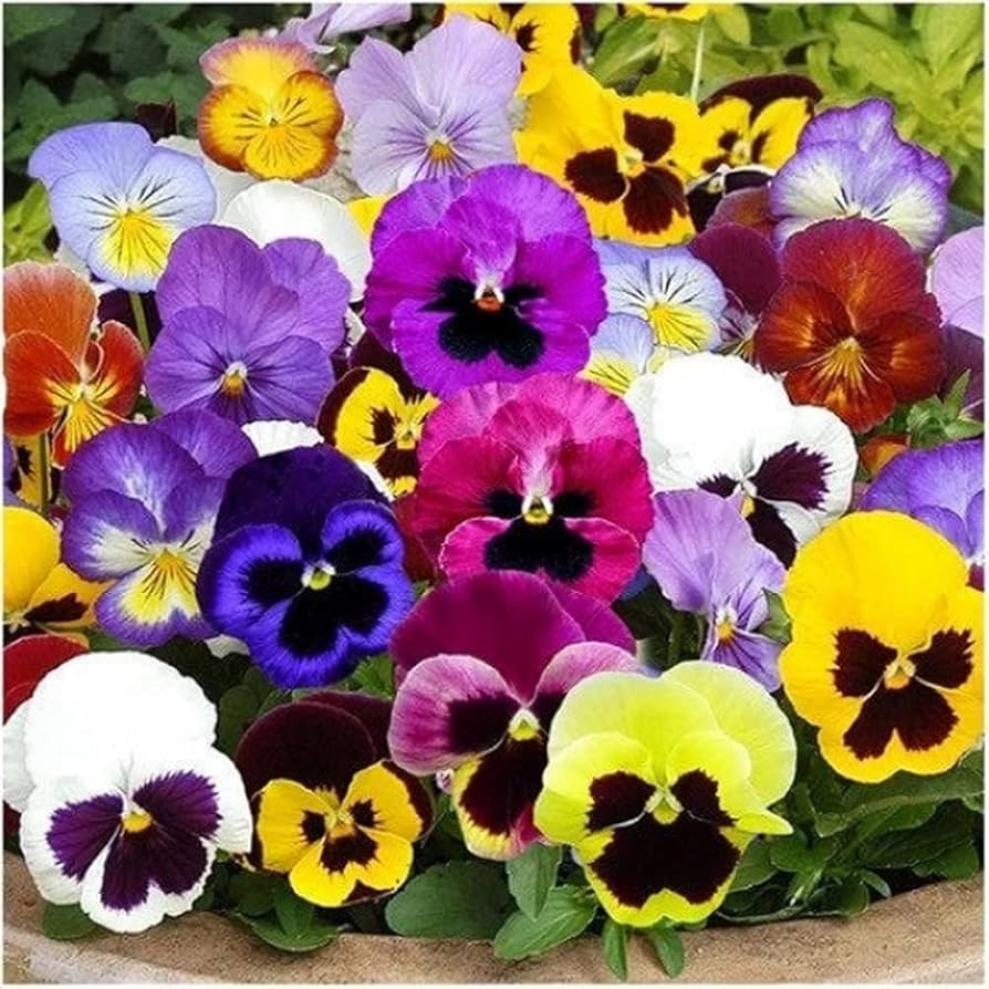 Spanish Eyes Pansy ��������� Viola witrockiana ��������� for planting in decorative containers
