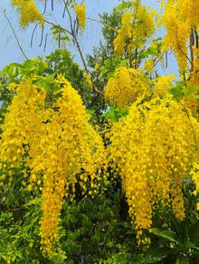 Golden Chain Tree Yellow Seeds for a lasting addition to the Garden