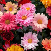 Gerbera Daisy Mixed Colors Hardy Seeds for a colorful addition to any planting