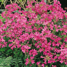 Rock Cress Flower ��������� Aubrieta spp. ��������� for planting in dark pink garden