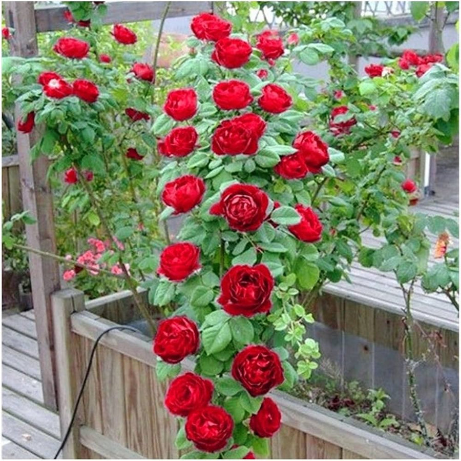 Climbing Polyantha Rose Rosa seeds for DIY home garden decoration
