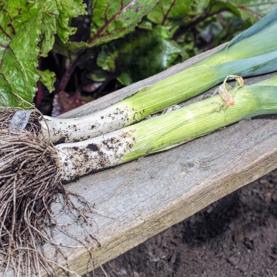 American Flag Leek Seeds for home vegetable garden
