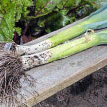 American Flag Leek Seeds for home vegetable garden