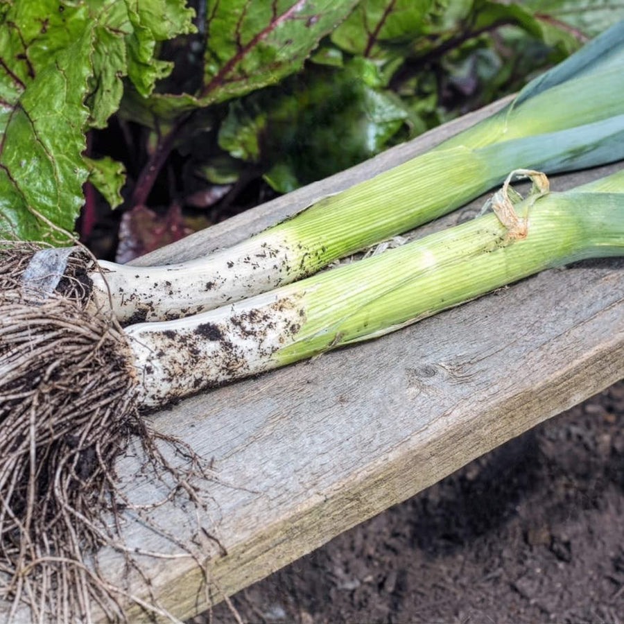 American Flag Leek Seeds for home vegetable garden