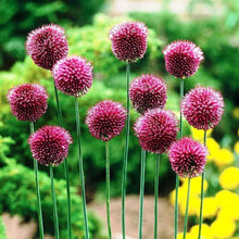 Nickende Zwiebel Seeds (Allium sphaerocephalon) for growers filling out the Garden