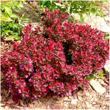 Berberis Thunbergii Tree Seeds for a lasting addition to the landscape