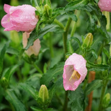 Bellflower Seeds (Campanula medium) for colorful blooms in the home garden or backyard landscaping