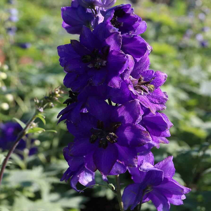 Delphinium Black Knight flower seeds