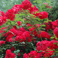 European Rose Tree Seeds (Rosa spp.) for a lasting addition to the Ornamental Garden Growth