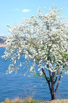 Dwarf White Bauhinia Snowy Orchid Tree Seeds for long-term planting in the yard