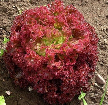 Lettuce Seeds (Lactuca sativa) for a reliable harvest in the Vegetable Home Garden