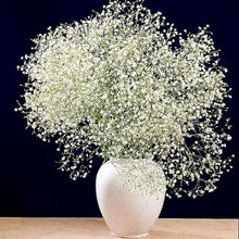 White Gypsophila Paniculata Starry Flower Garden - for planting in home garden