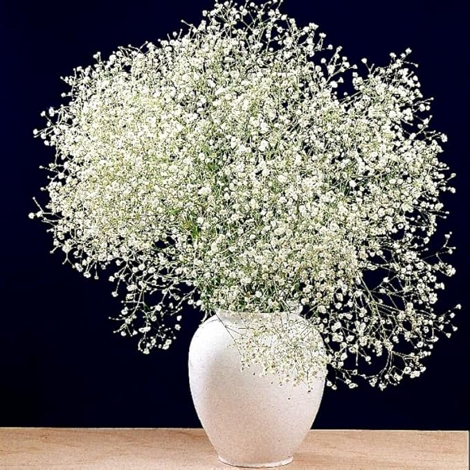 White Gypsophila Paniculata Starry Flower Garden - for planting in home garden