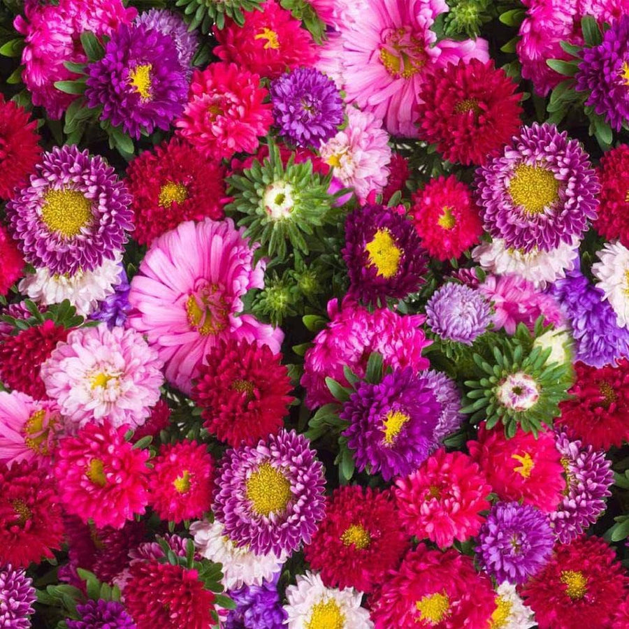 Ostrich Plume Aster Mixed Annual Flower Seeds