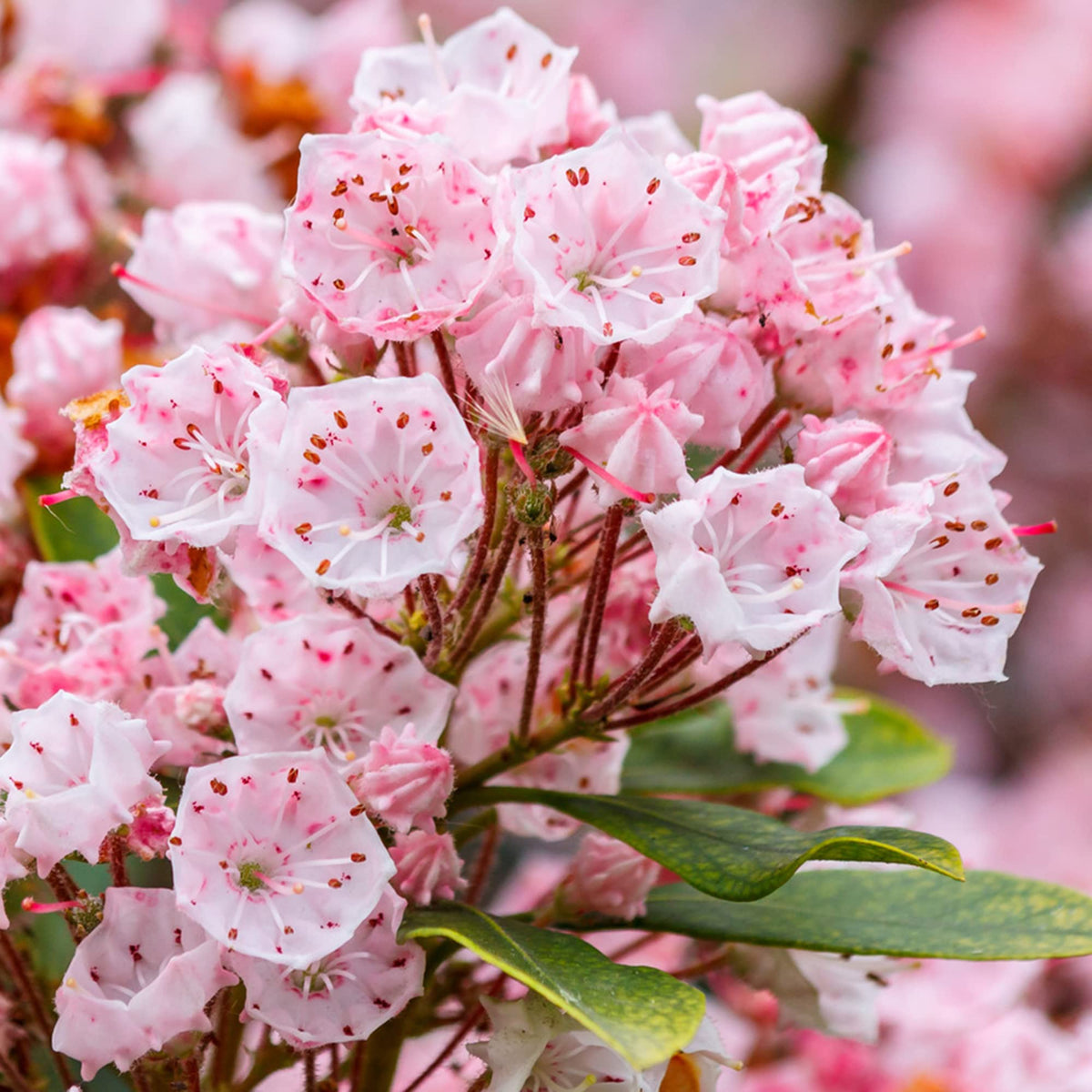 Kalmia Latifolia mountain laurel seeds