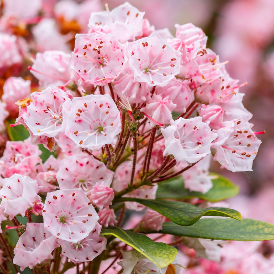 Kalmia Latifolia mountain laurel seeds