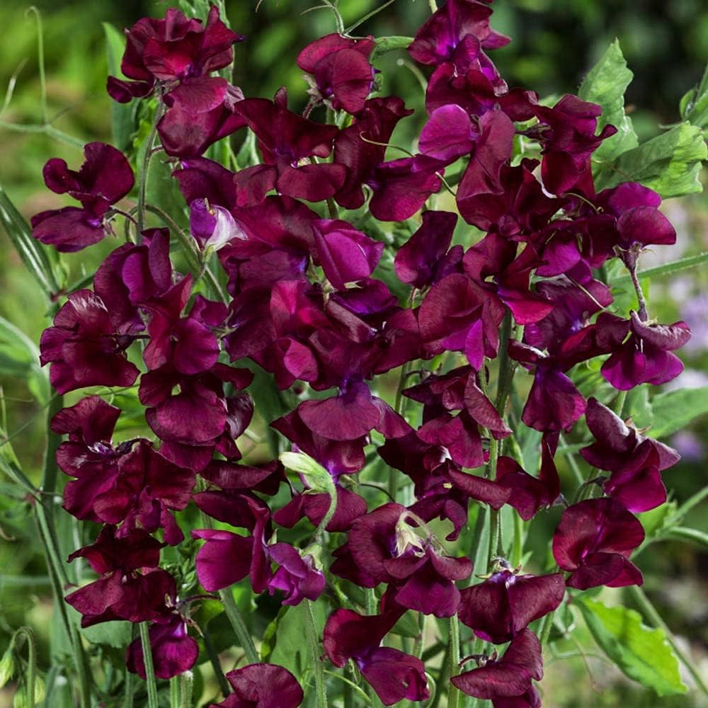 Strong Sweet Pea Night for planting