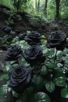 Rose Rosa Hybrida Black Seeds for a lasting display in the Garden Ornamental Use