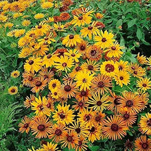 Chim Chiminee Rudbeckia Flower Seeds â€“ Unique Petal Shapes in Autumn Tones
