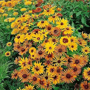 Chim Chiminee Rudbeckia Flower Seeds â€“ Unique Petal Shapes in Autumn Tones