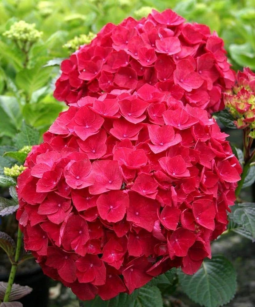 Hydrangea Hydrangea macrophylla flower seeds for backyard gardening - for planting in home garden
