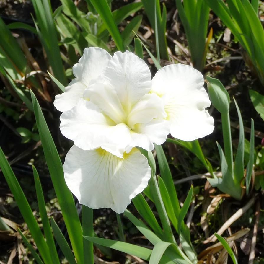 Iris Iris Siberica White Flower Seeds for Planting – Suitable for Moist Garden Areas and Naturalistic Landscaping