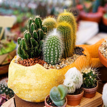 Free Flowering Cactus Seeds for low-maintenance growing in the Cactus Garden