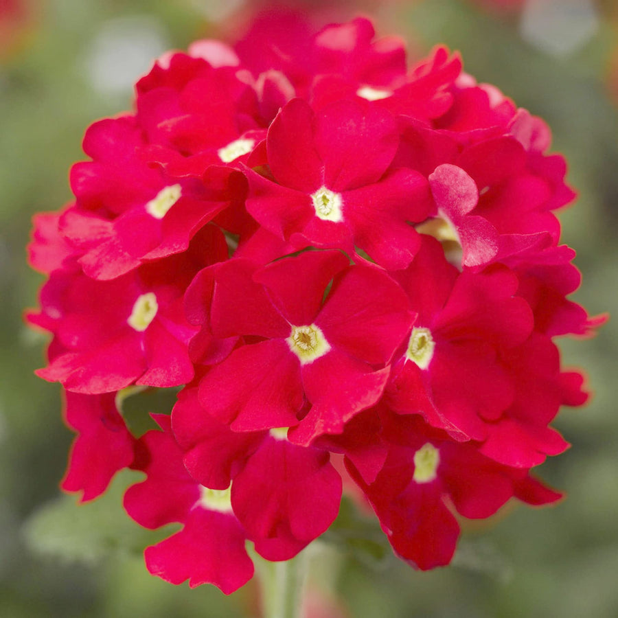 Verbena Scarlet Verbena hybrida flower seeds for planting in home garden or hanging baskets - for planting in home garden