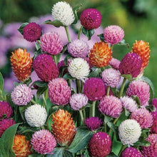 Mixed Color Gomphrena Seeds for seasonal color across the Vibrant Garden