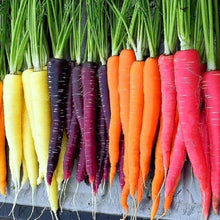 Rainbow Carrot Seeds (Daucus carota) for productive rows in the Vegetable Patch