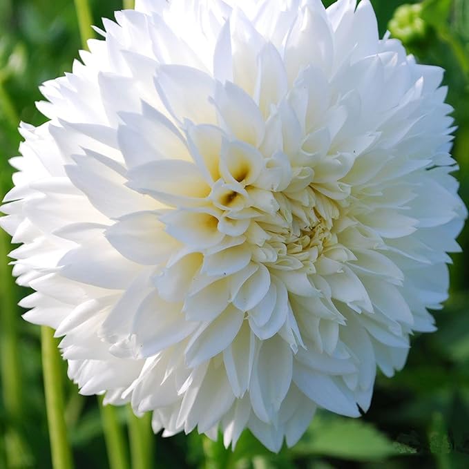 White Dahlia (Dahlia spp.) for bonsai-style flower gardens