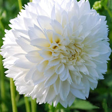 White Dahlia (Dahlia spp.) for bonsai-style flower gardens