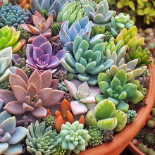 Rare Clovanty Seeds for Bonsai and Flower Gardens