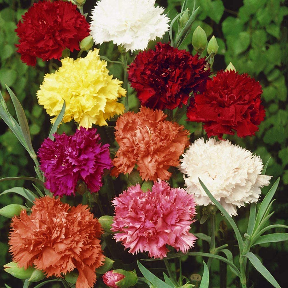 Carnation Dianthus Caryophyllus Flower Seeds for Planting – Ideal for Cut Flowers and Garden Borders