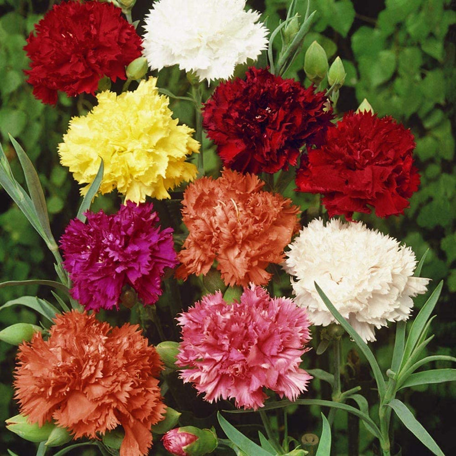 Carnation Dianthus Caryophyllus Flower Seeds for Planting – Ideal for Cut Flowers and Garden Borders