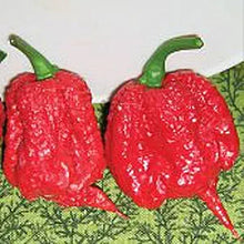 Carolina Reaper Pepper Seeds known for extreme Hot Peppers