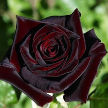 Black Velvet Rose Bush Seeds for a colorful addition to any planting