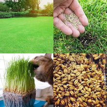 Wheatgrass Cat Grass Seeds for filling out open ground