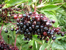 American Elderberry Seeds for gardeners building out beds and borders
