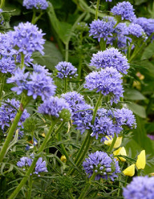 Gilia Capitata Blue Globe Seeds