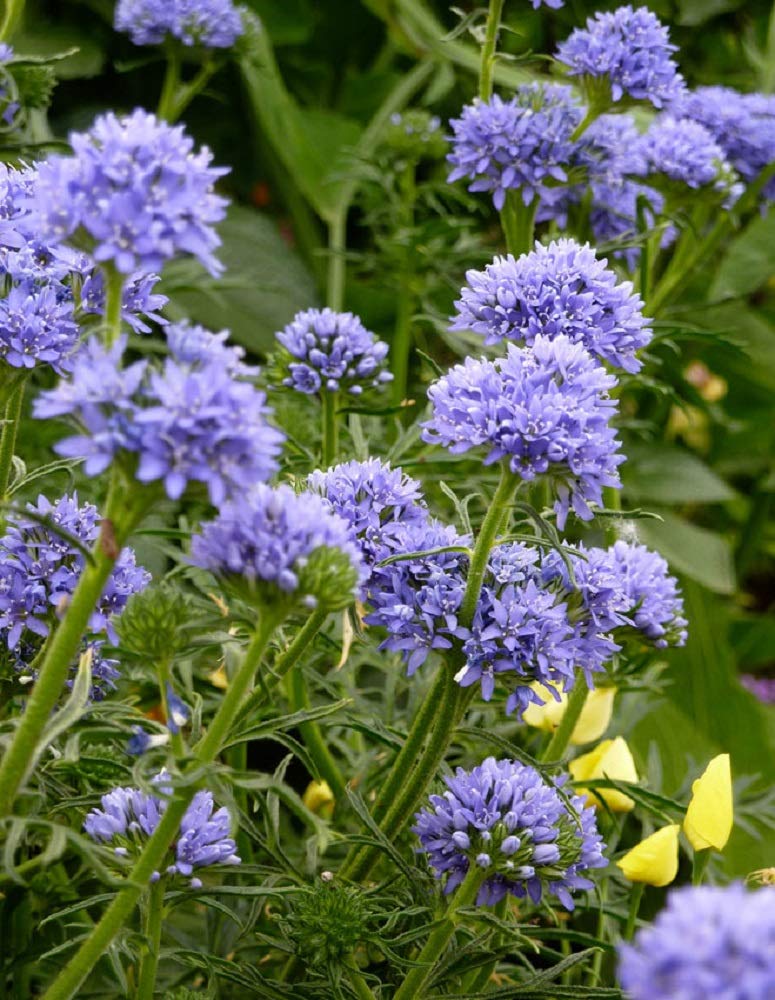 Gilia Capitata Blue Globe Seeds