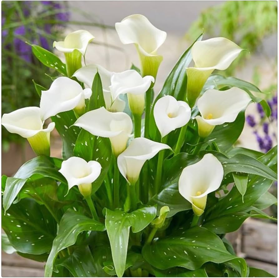 Calla Lily ��������� Zantedeschia spp. ��������� for planting in pots and balconies