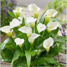 Calla Lily ��������� Zantedeschia spp. ��������� for planting in pots and balconies
