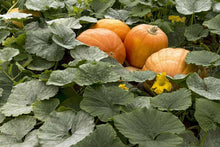 Black Forest Kabocha Pumpkin Plants valued by growers for fall Harvest