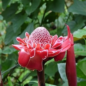 Ginger Etlingera elatior Red Torch flower seeds for planting in tropical garden or greenhouse pots - for planting in home garden