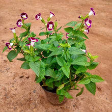 Torenia Fournieri Seeds for seasonal color across the Shade Flower Bed