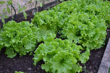 Lettuce Green Ice Cream Seeds for productive rows in the Organic Garden, Leafy Greens